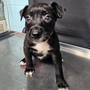 Lucy, Baby Female Border Collie