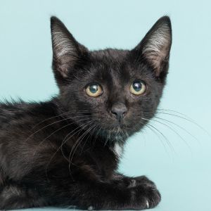 Pretzel Crust, Baby Female Domestic Short Hair
