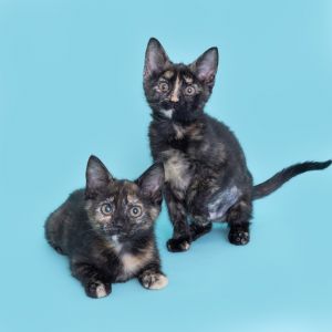 Kate, Baby Female Domestic Short Hair