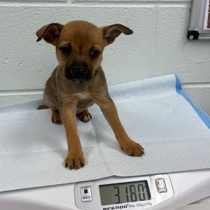 Truvvy, Baby Female Terrier