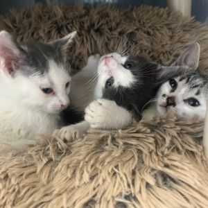 Cary Grant, Baby Male Domestic Short Hair