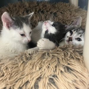 Greta, Baby Female Domestic Short Hair
