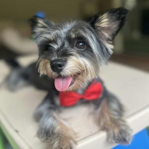 Yogi, Adult Male Yorkshire Terrier