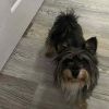 Yogi photo 2