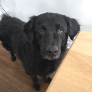 Zeke - Home to Home, Adult Male unknown