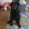 Zeke - Home to Home photo 3