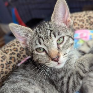 Freya, Baby Female Domestic Short Hair