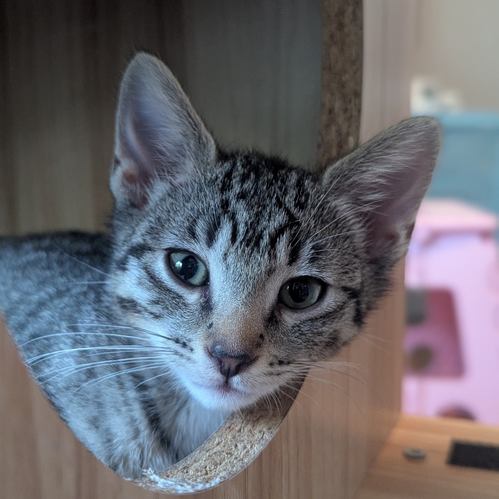 Freya