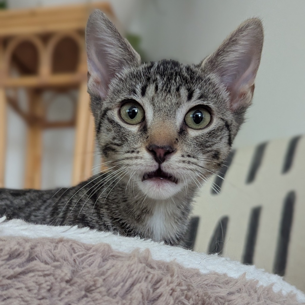 Freya