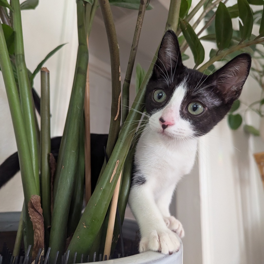 Perseus