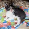 Perseus photo 6