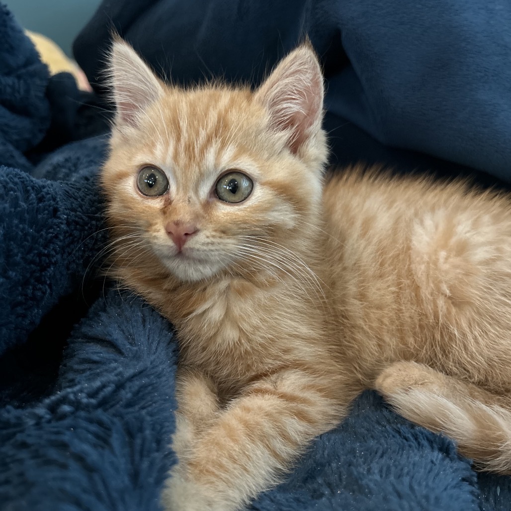 Sam