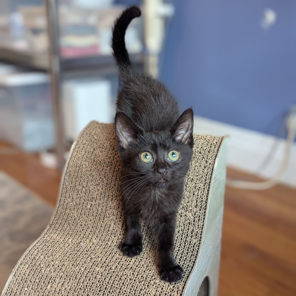Zucchini