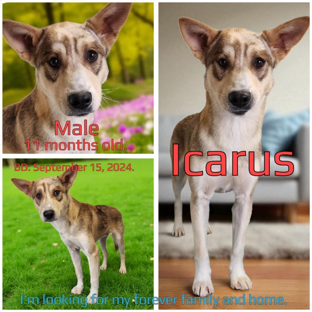Icarus
