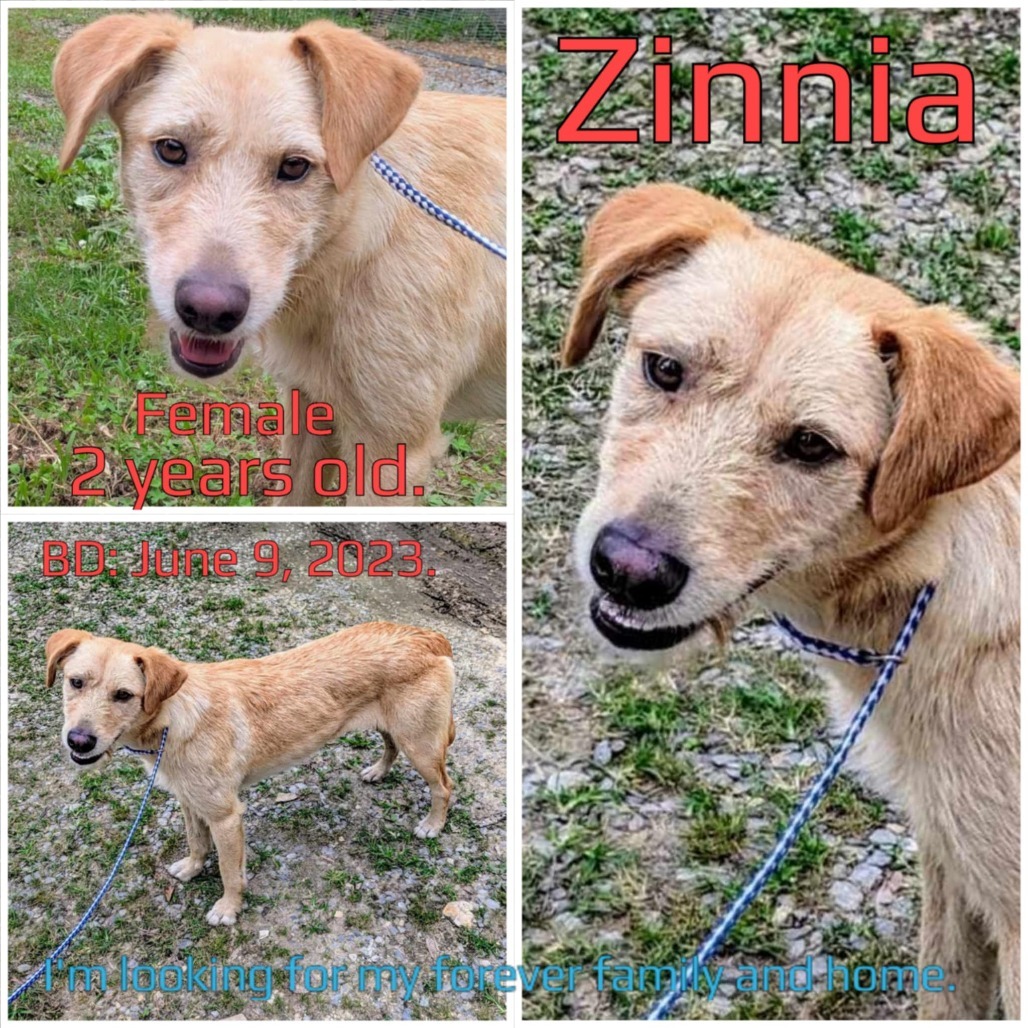Zinnia