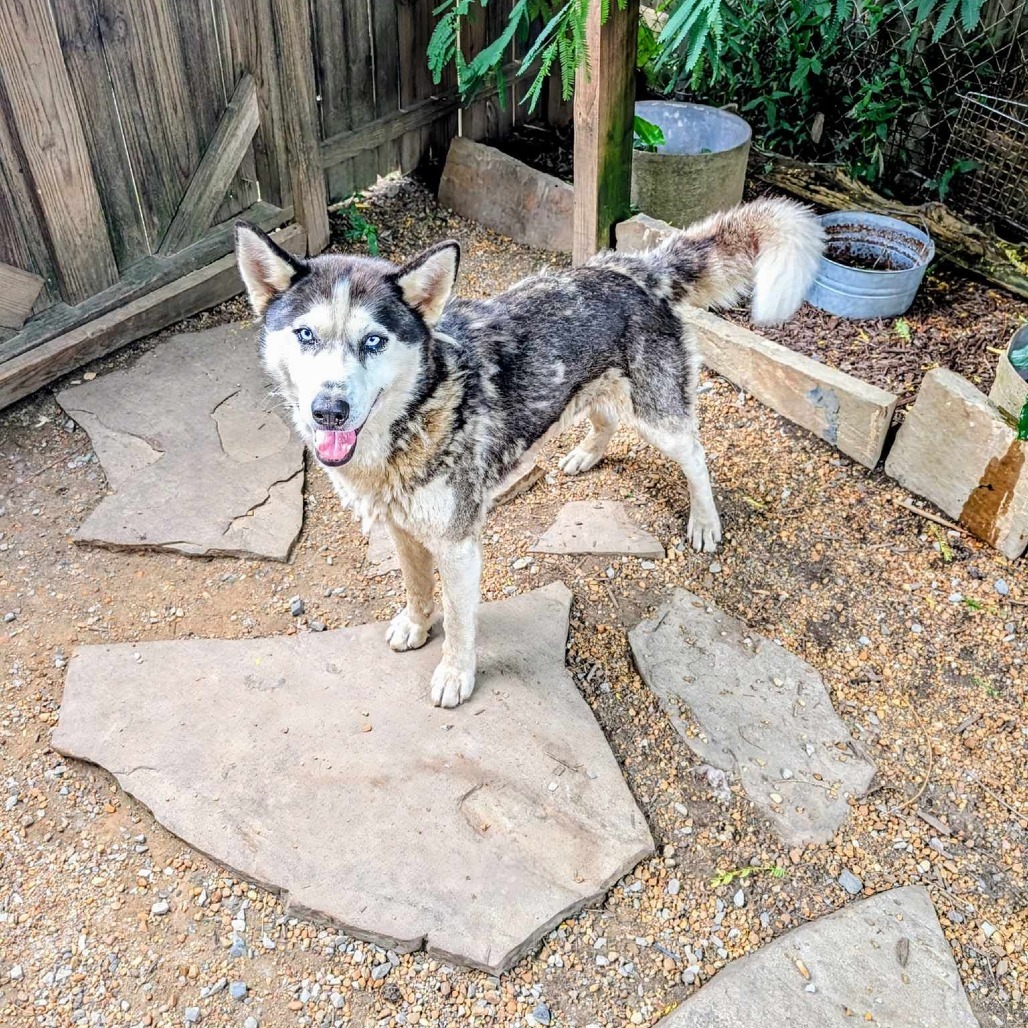 Zephyr