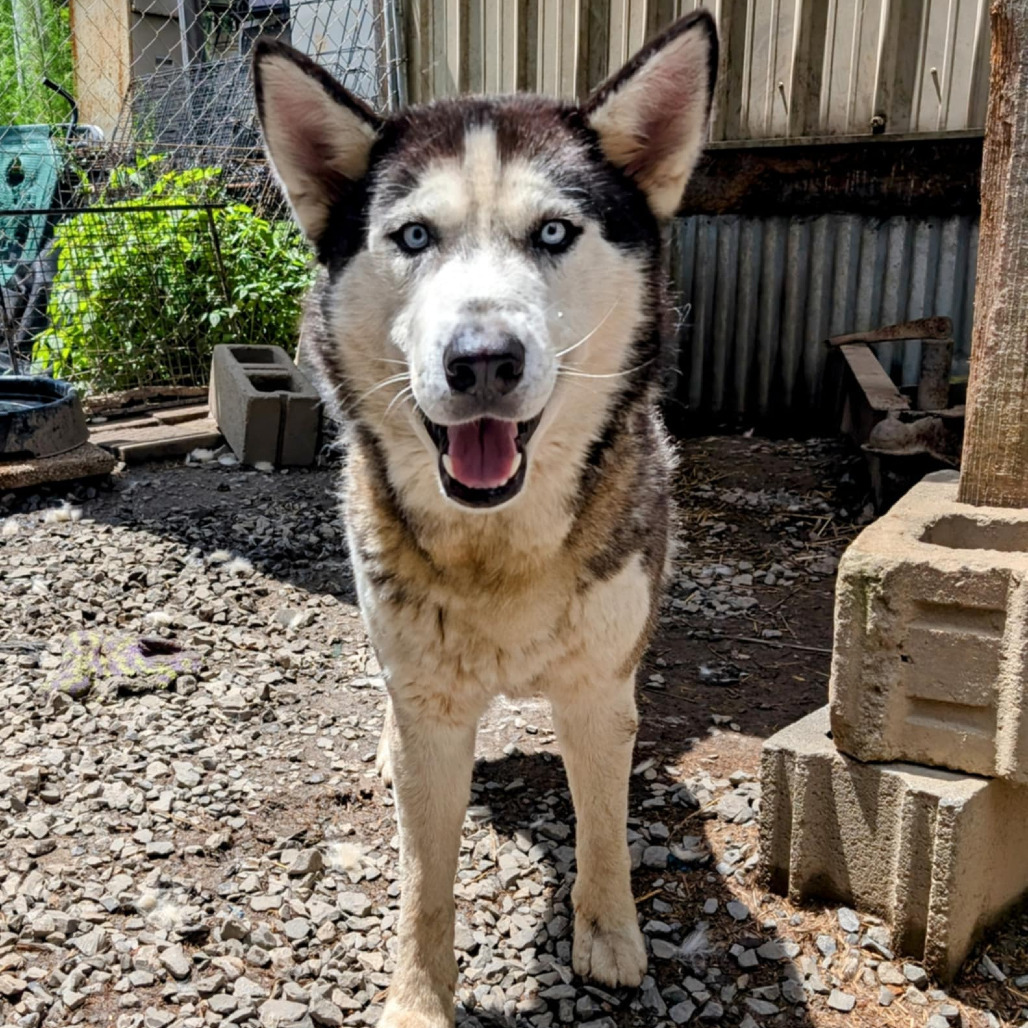 Zephyr
