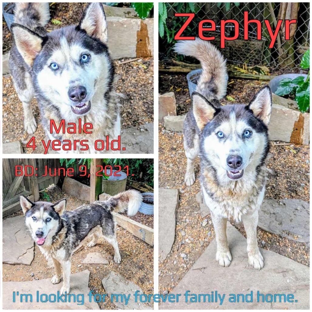 Zephyr