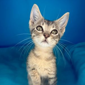 Pepper, Baby Male Domestic Short Hair