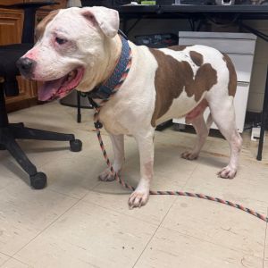 Atlas, Senior Male Pit Bull Terrier