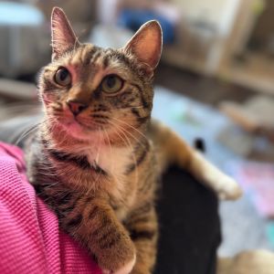 Loralai -Wants Attention! @PAWZ pet cafe, Adult Female Domestic Short Hair