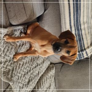 Boone, Young Male Mixed Breed