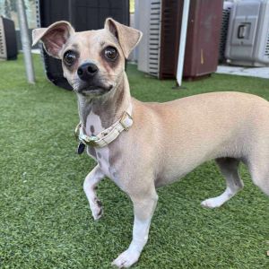 Chloee, Adult Female Chihuahua
