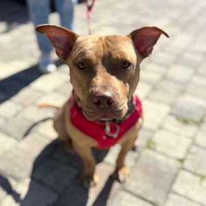 Cinnabunz, Adult Male Mixed Breed