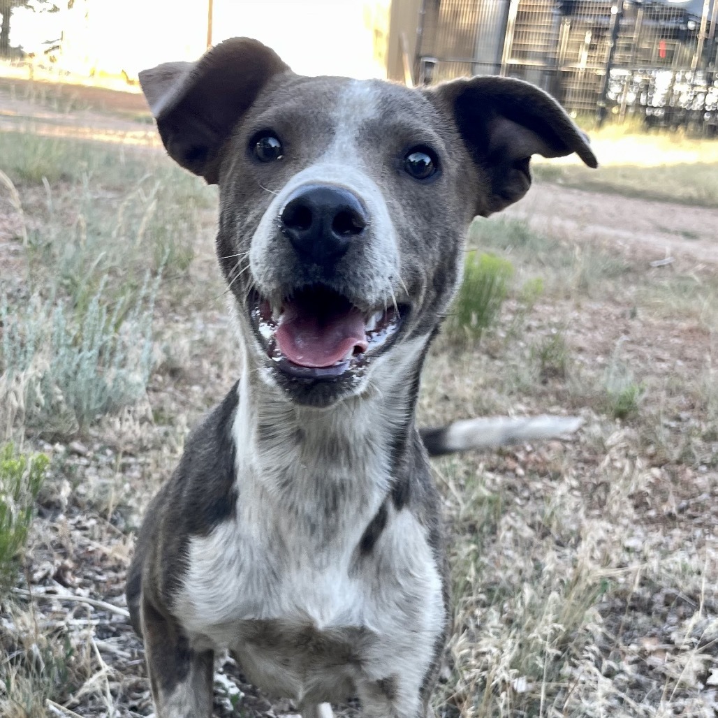 Dootie, an adoptable Mixed Breed in Moab, UT, 84532 | Photo Image 1