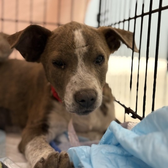 Dootie, an adoptable Mixed Breed in Moab, UT, 84532 | Photo Image 2
