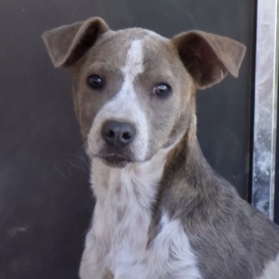Dootie, an adoptable Mixed Breed in Moab, UT, 84532 | Photo Image 3
