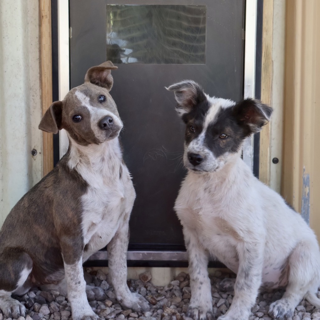 Dootie, an adoptable Mixed Breed in Moab, UT, 84532 | Photo Image 5