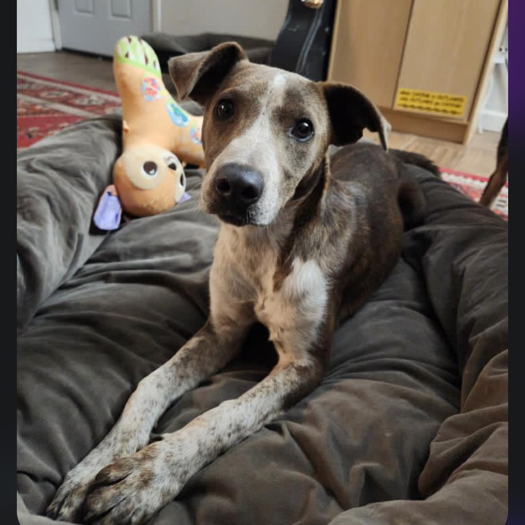 Dootie, an adoptable Mixed Breed in Moab, UT, 84532 | Photo Image 6