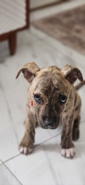 Juniper Plott Hound Dog