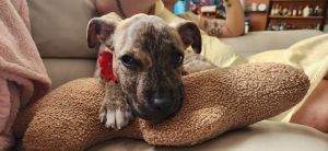 Meet Juniper This brindle beauty is just 10-12 weeks old weighs 18 lbs and is already full of sass
