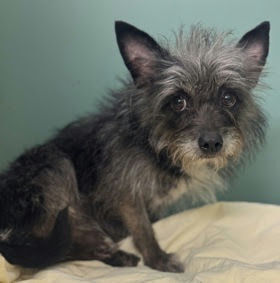 Harvest Moon Terrier Dog