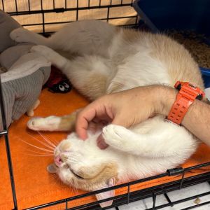 Jekyll is on site at our adoption center in SoHo Jekyll is a 3 12-year-old male He will do best