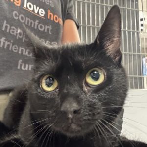 Marge is on site at our adoption center in SoHo Marge is a one-year-old female She enjoys a good b