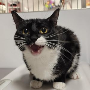 Odessa Domestic Short Hair Cat