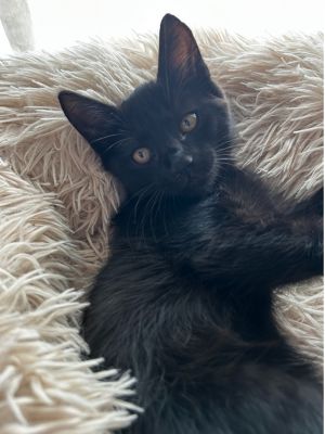 Baxter, Baby Male unknown