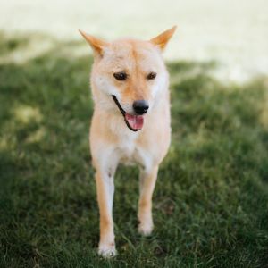 Ippeuni, Adult Male Jindo