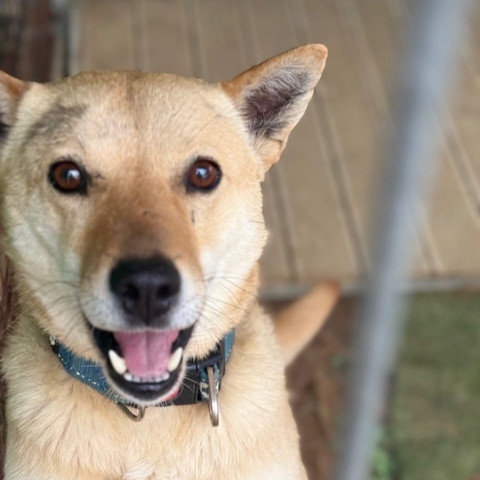 Ippeuni, an adoptable Jindo in Northbrook, IL, 60062 | Photo Image 2