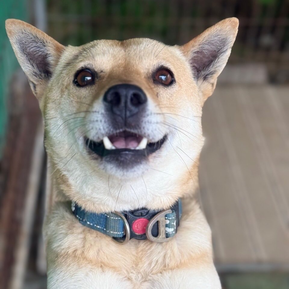 Ippeuni, an adoptable Jindo in Northbrook, IL, 60062 | Photo Image 3