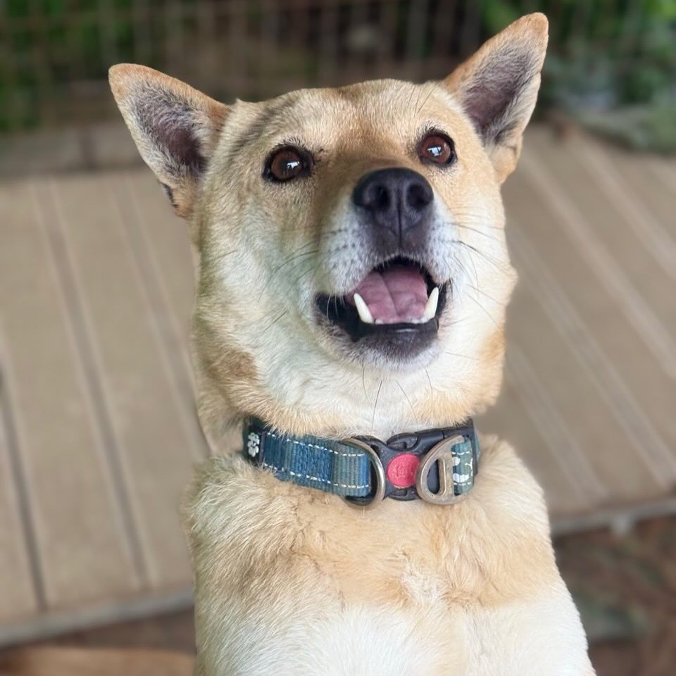 Ippeuni, an adoptable Jindo in Northbrook, IL, 60062 | Photo Image 4
