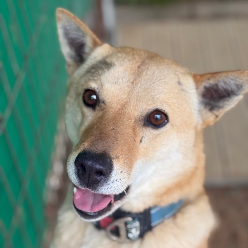 Ippeuni, an adoptable Jindo in Northbrook, IL, 60062 | Photo Image 6