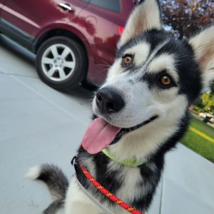 Snail, Adult Male Husky