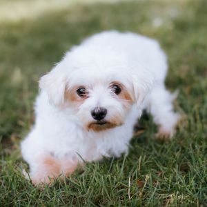 Sharon, Adult Female Maltese