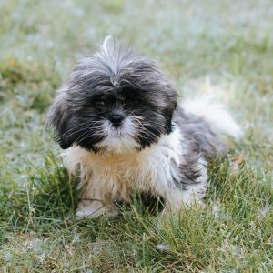 Stephanie, Baby Female Shih Tzu