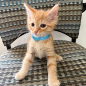 Alex, Baby Male Domestic Short Hair