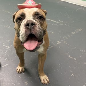 Cherish, Adult Female English Bulldog